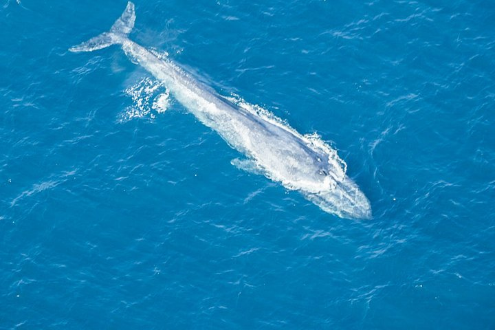 Aerial Whale Watching by Airplane from Koggala Airport (KCT) - Photo 1 of 7